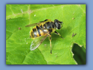 Myathropa florea in Hetton Bogs 5th June 2019.jpg